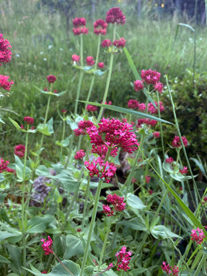 Centranto (Centranthus ruber) semillas
