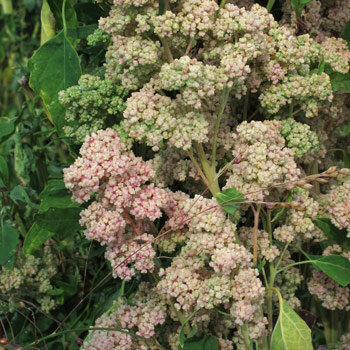 Quinoa (Chenopodium quinoa) con panojas de semillas rosas y verdes
