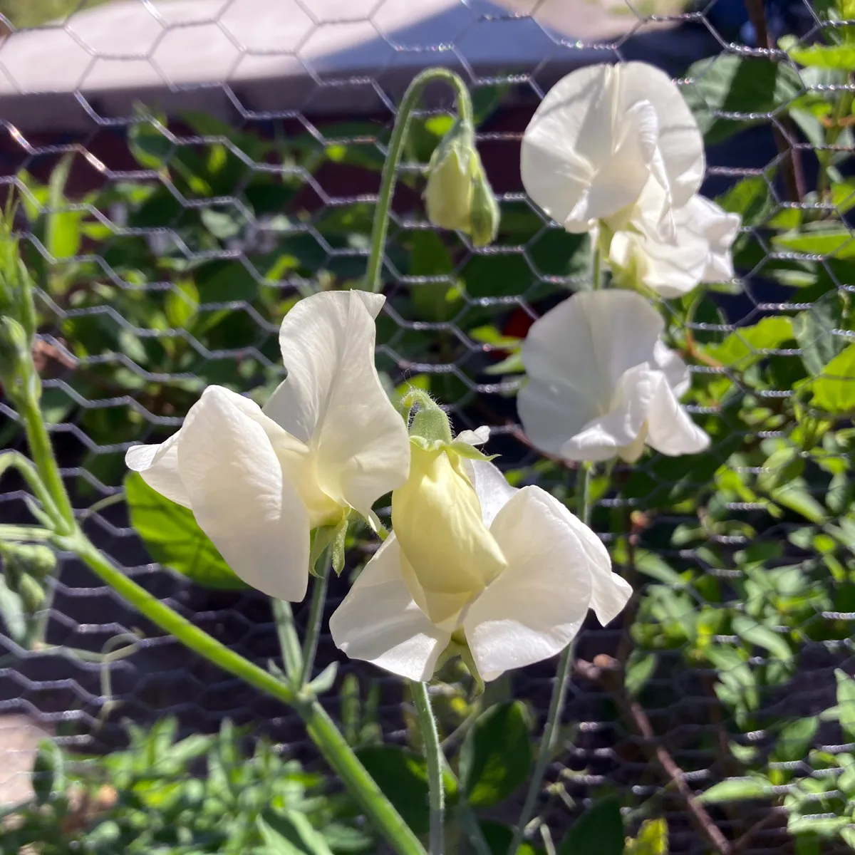 Weiße Duftwicke 'Ice Cream' (Lathyrus odoratus) Samen