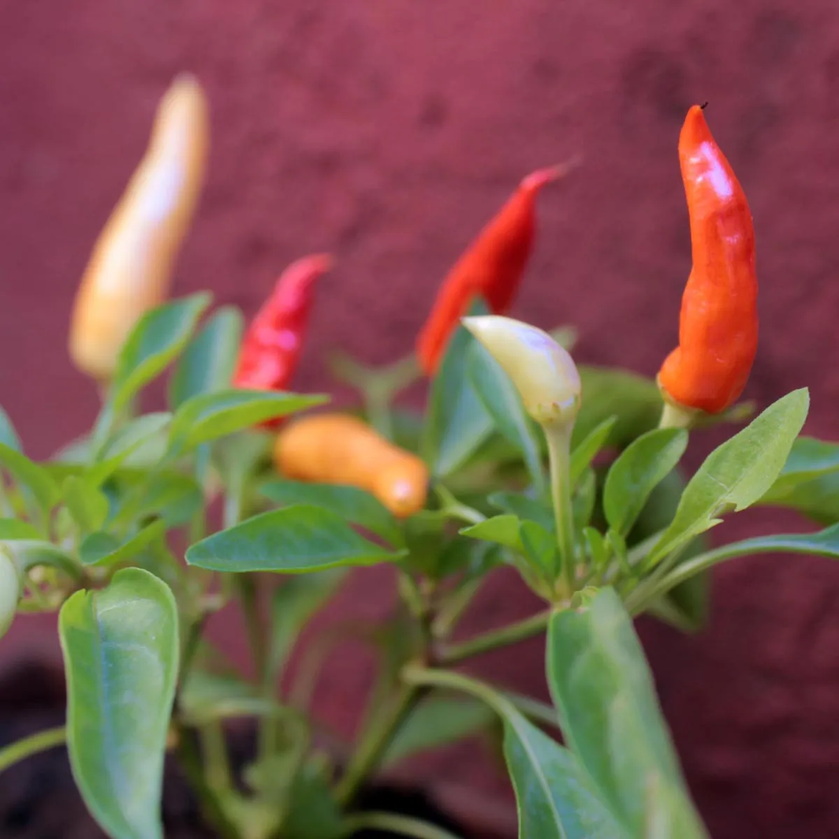 Chili 'Aji Omnicolor' (Capsicum baccatum) Samen