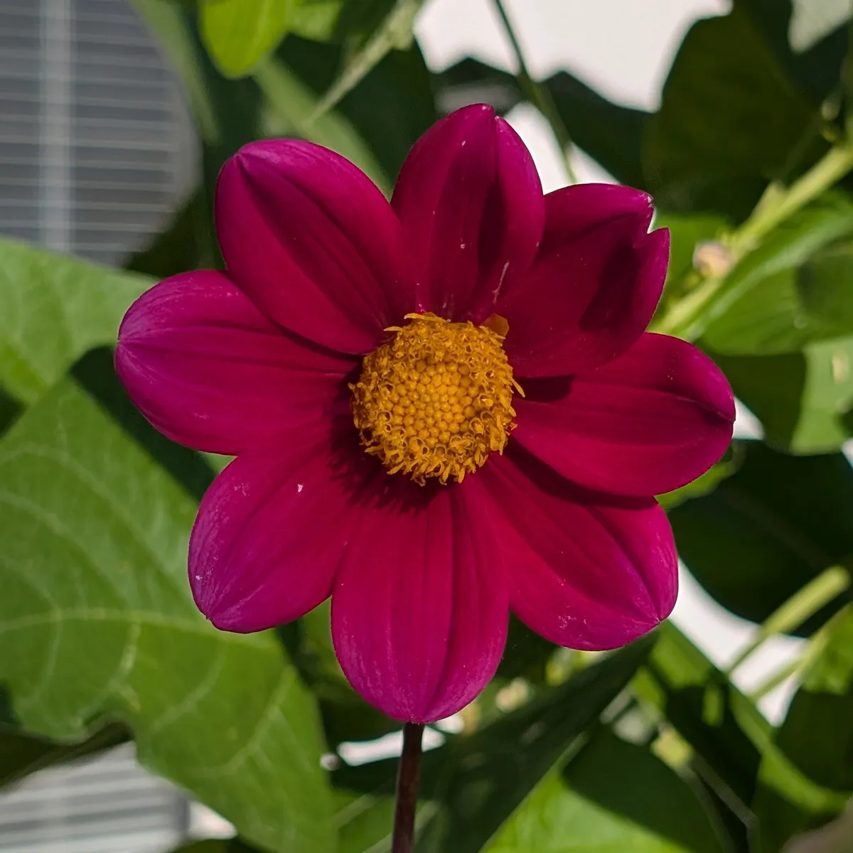 Hoher Dahlien-Mix 'Decorative Giants' (Dahlia variabilis) Samen