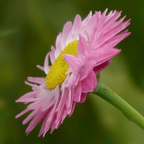 Siempreviva rosa (Helipterum roseum) con flor rosa y centro amarillo