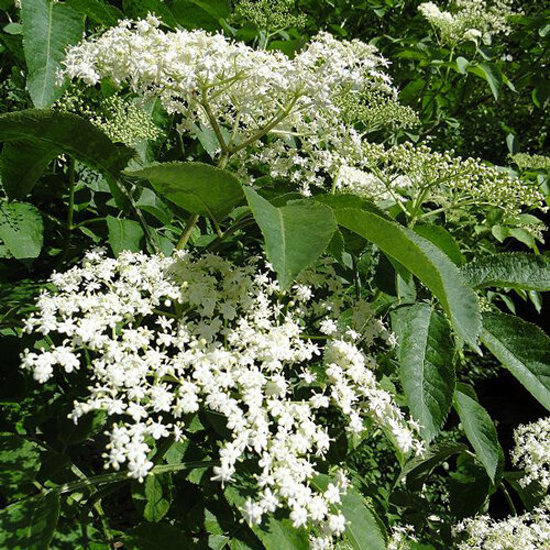 Saúco en flor con grandes umbelas blancas a principios de verano