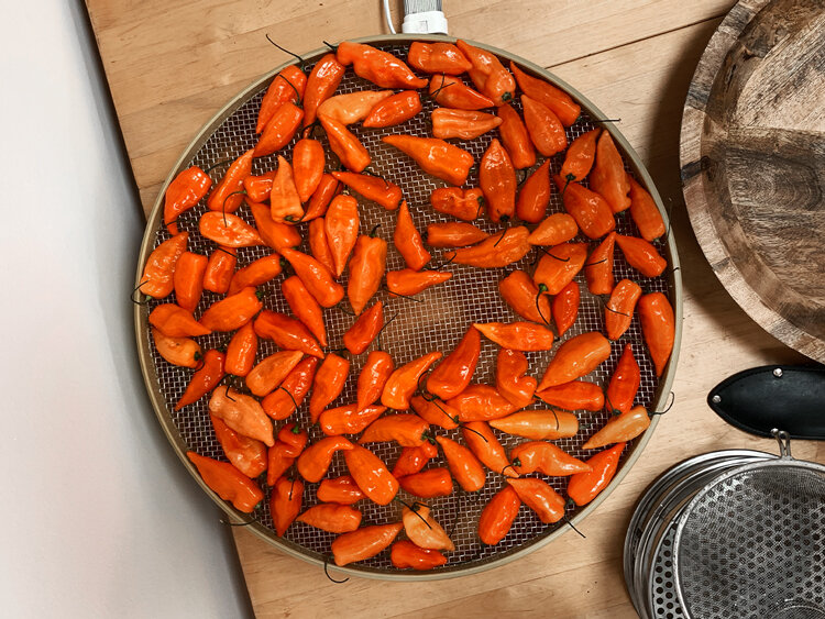 Guindillas naranjas cosechadas puestas a secar sobre una rejilla redonda