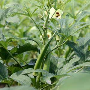 Planta de okra con vainas verdes y flor amarilla pálida