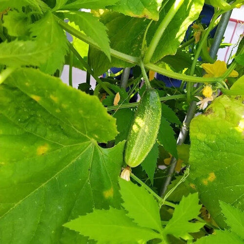 Pepino para conserva 'Vorgebirgstrauben' (Cucumis sativus), fruto joven en la planta