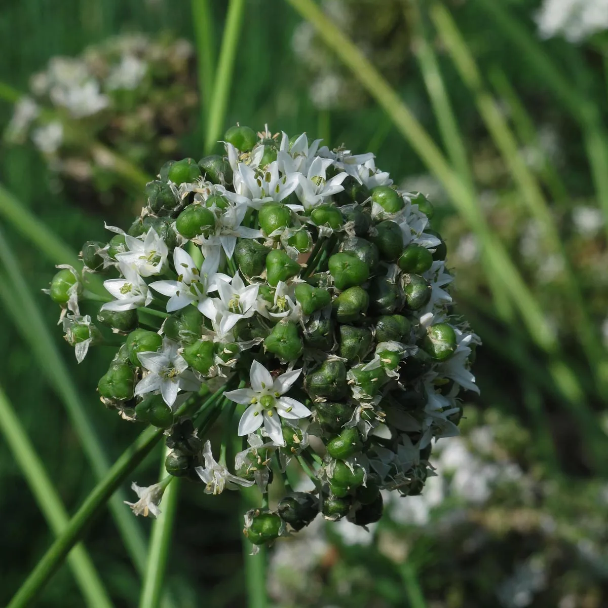 Schnittknoblauch (Allium tuberosum) Bio-Saatgut
