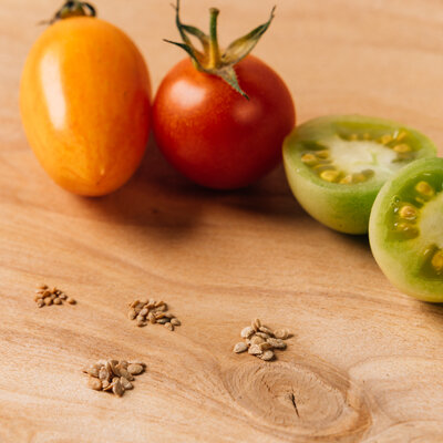 Distintas variedades de tomate