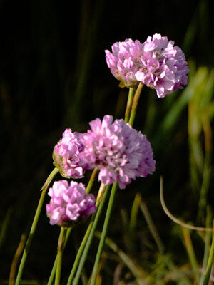 Armeria marítima (Armeria maritima) con cabezuelas rosas