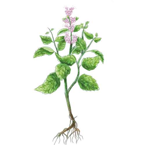 Menta