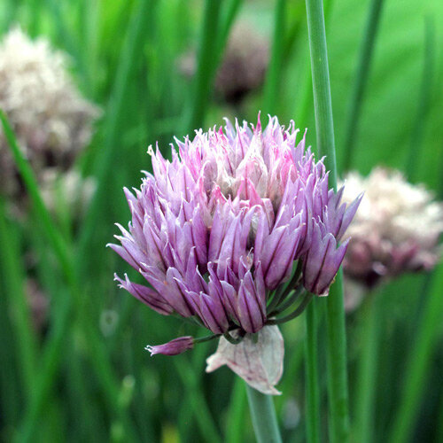 Flor violeta en forma de bola del Cebollino 'Gonzales' (Allium schoenoprasum)