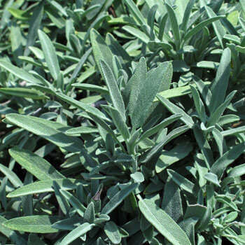 Hojas verde grisáceas de salvia (Salvia officinalis)