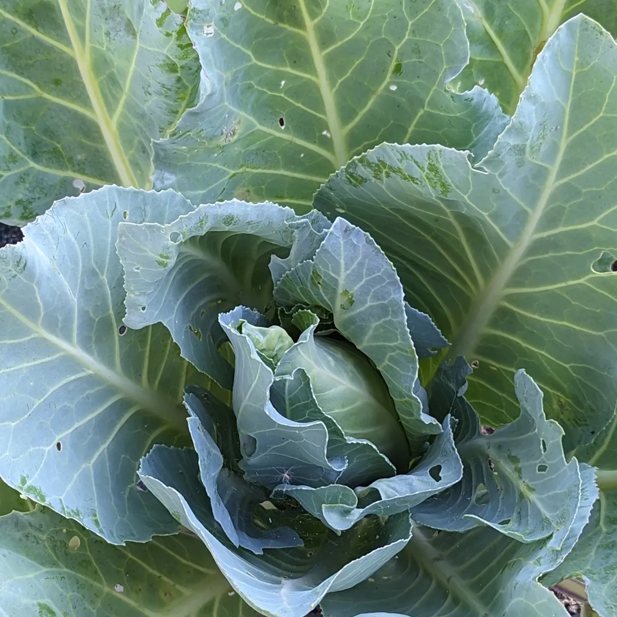 Spitzkohl 'Filderkraut' (Brassica oleracea) Bio Saatgut