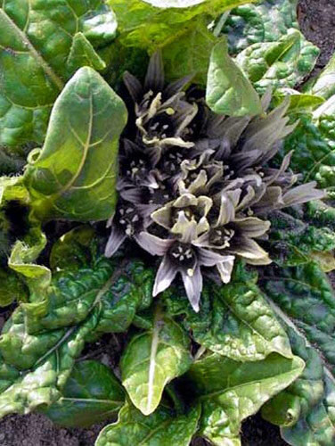 Mandrágora (Mandragora officinarum) con flores violeta pálido en la roseta de hojas