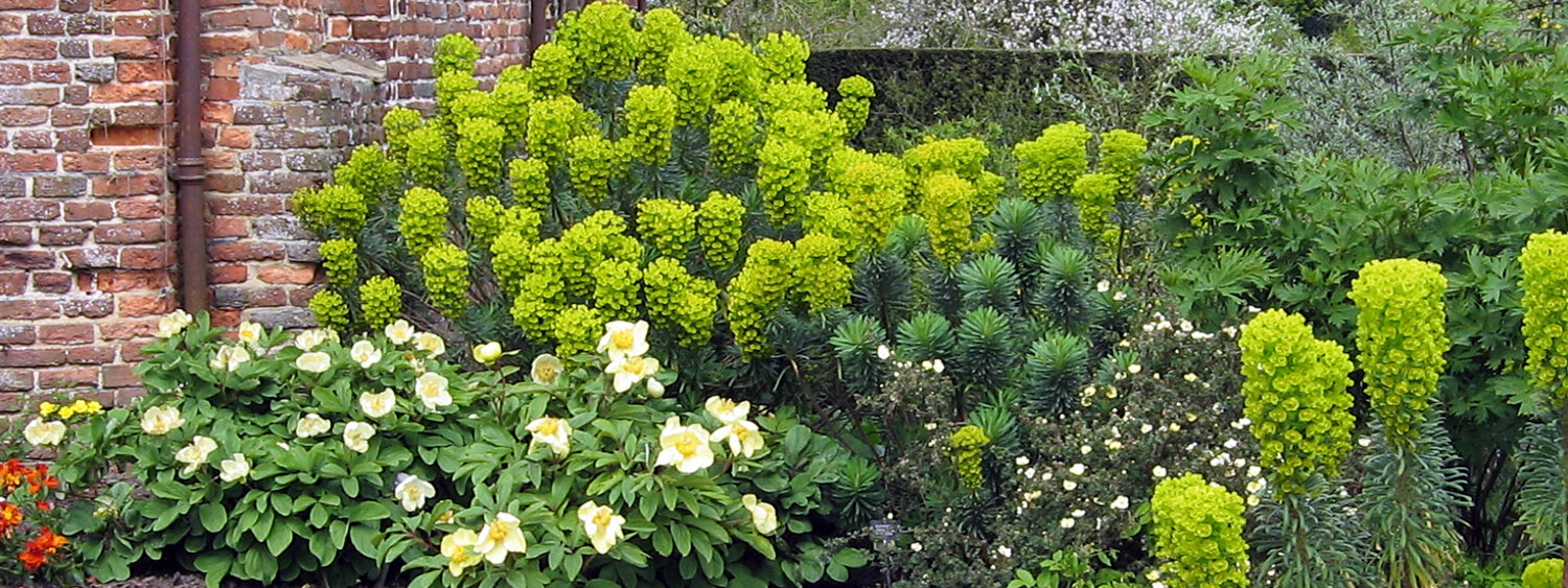 Arriate de vivaces en Sissinghurst