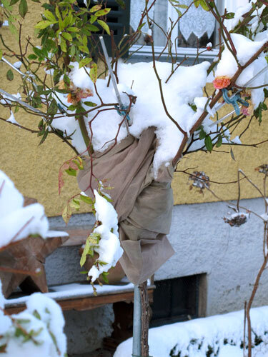 Rosal de tronco con protección invernal de velo agrícola bajo la nieve