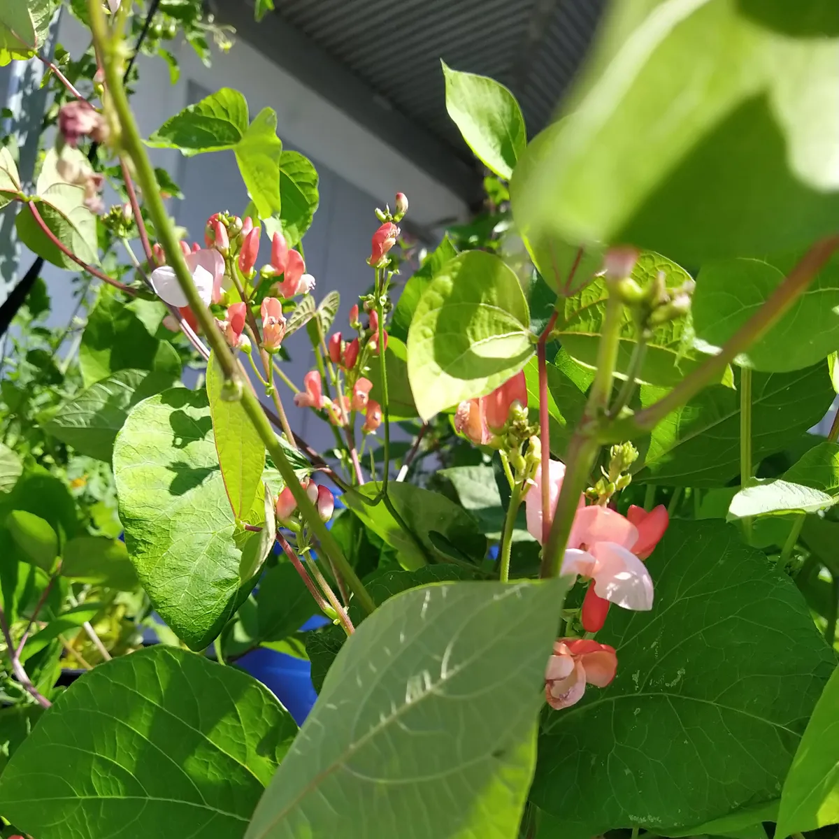 Prunkbohnen 'Hestia' (Phaseolus coccineus) Samen
