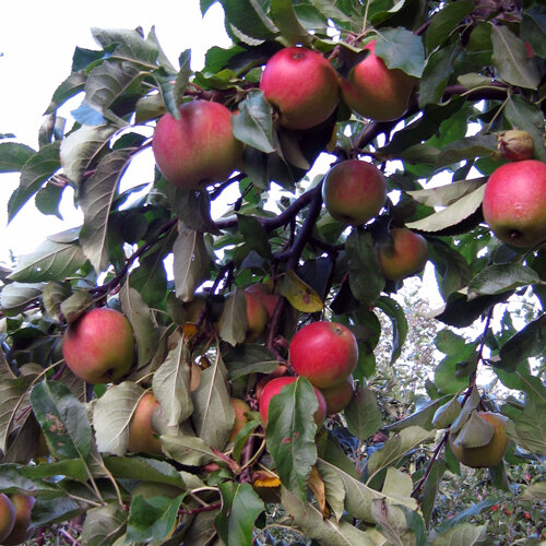 Manzanas rojas maduras en el árbol a finales de verano