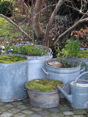 Viejas tinas y cubos de zinc como macetas con musgo y flores de primavera, junto a una regadera