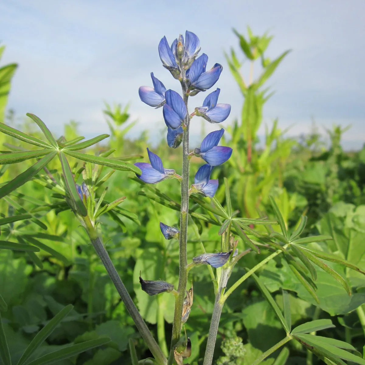 Schmalblättrige Lupine (Lupinus angustifolius) Samen