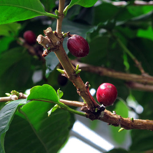 Rama de cafeto con cerezas de café rojas