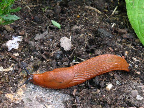 Babosa de color marrón anaranjado arrastrándose por la tierra del jardín