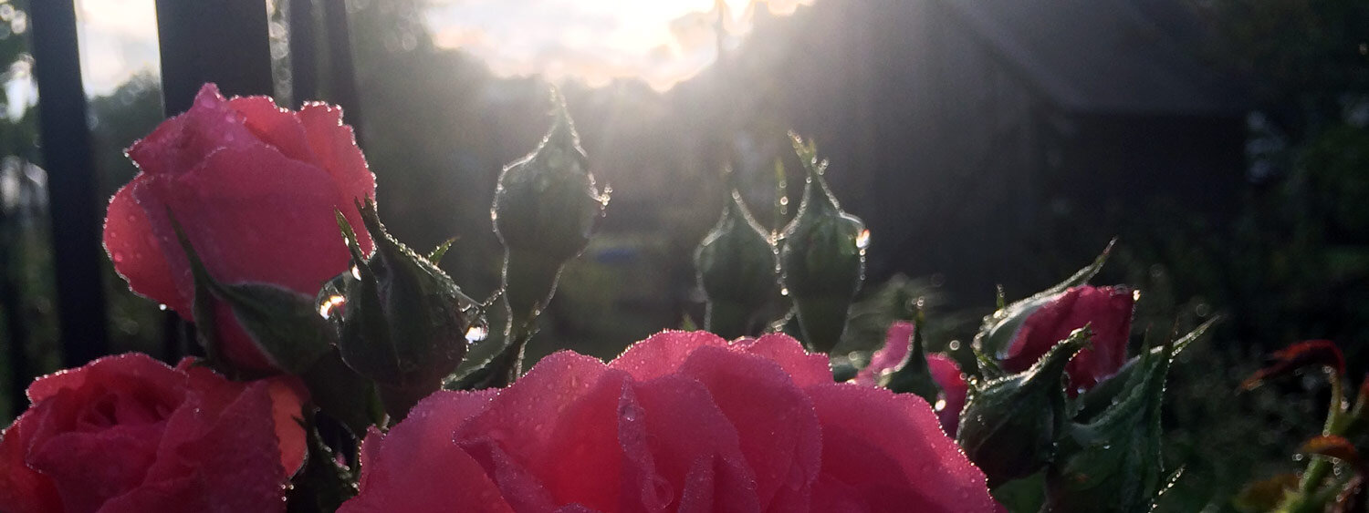 Ambiente de atardecer en el jardín