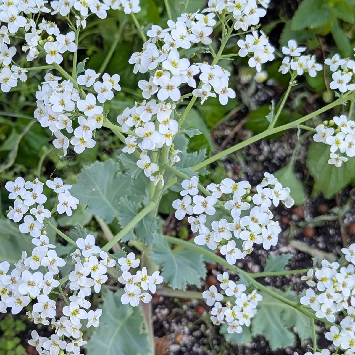 Meerkohl (Crambe maritima) Samen