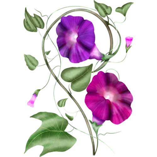 Ipomeas