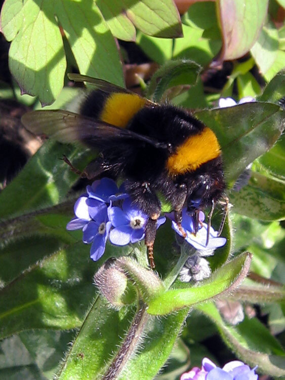 Abejorro libando néctar en pequeñas flores azules