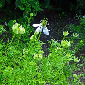 Comino negro (Nigella sativa) con flor blanca, capullos y hojas finamente divididas