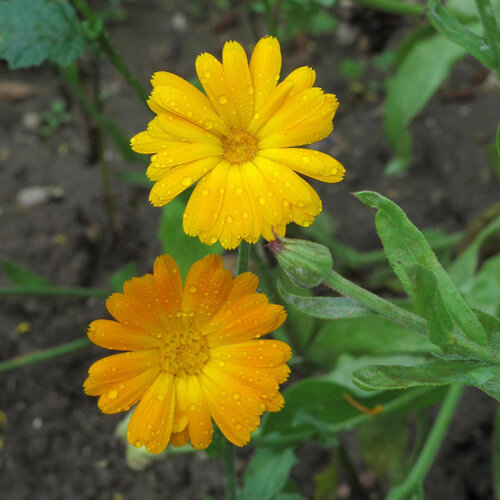 Dos flores de caléndula amarillo anaranjado con gotas de lluvia