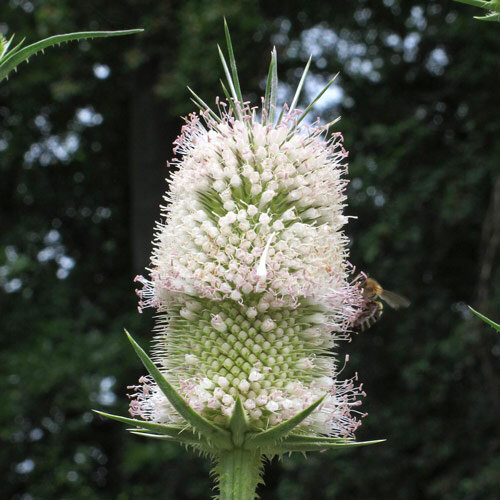 Cardencha (Dipsacus fullonum) orgánico semillas