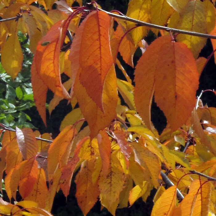 Hojas de cerezo teñidas de naranja y amarillo en otoño