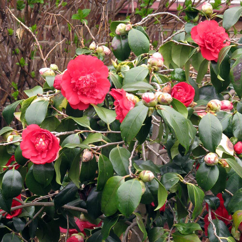 Camelia (Camellia japonica) con flores dobles rojas y capullos