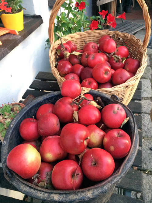 Manzanas rojas recién cosechadas en una cesta de mimbre y un cubo