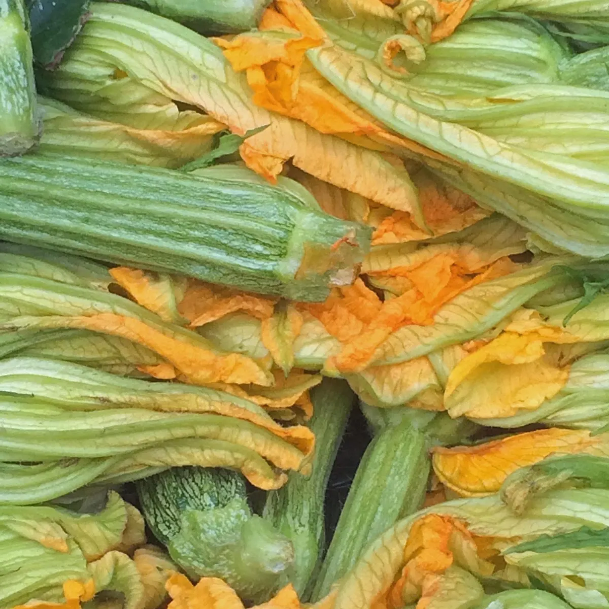Hellgrüne Zucchini 'Genovese' (Cucurbita pepo) Bio
