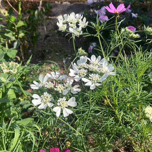 Orlaya (Orlaya grandiflora) con umbelas blancas en un arriate de verano