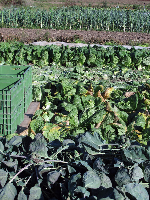 Huerto en otoño con hileras de coles, puerros detrás y cajas de cosecha verdes