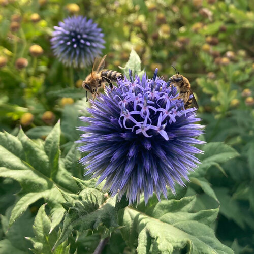 Cardo azul (Echinops ritro) con dos abejas silvestres sobre la cabezuela