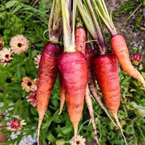 Manojo de zanahorias rojas y naranjas recién cosechadas ante caléndulas en flor
