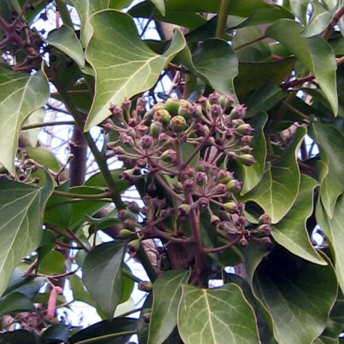 Hiedra (Hedera helix) con umbelas esféricas de flores y frutos