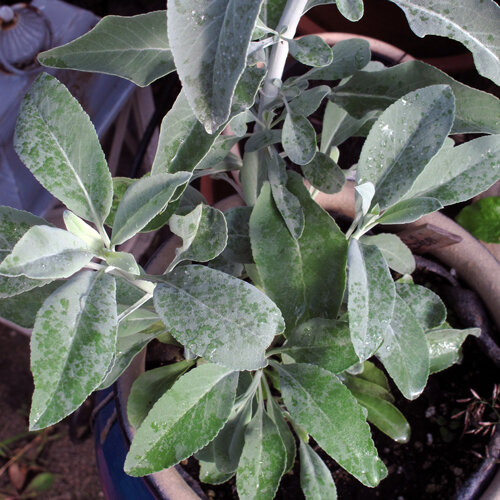 Salvia blanca (Salvia apiana) con hojas verde plateado en maceta