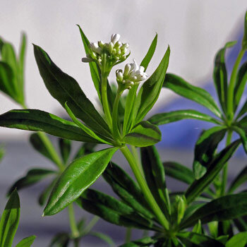 Aspérula olorosa (Galium odoratum) con pequeñas flores blancas y hojas verticiladas
