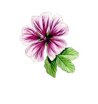 Semillas de flores