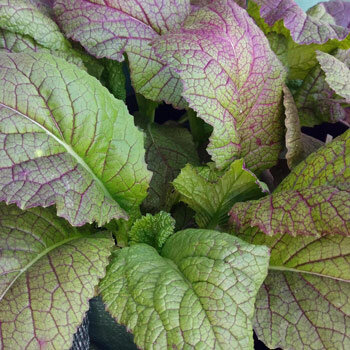 Mostaza china 'Red Giant' (Brassica juncea) con hojas verdes de nervios violáceos