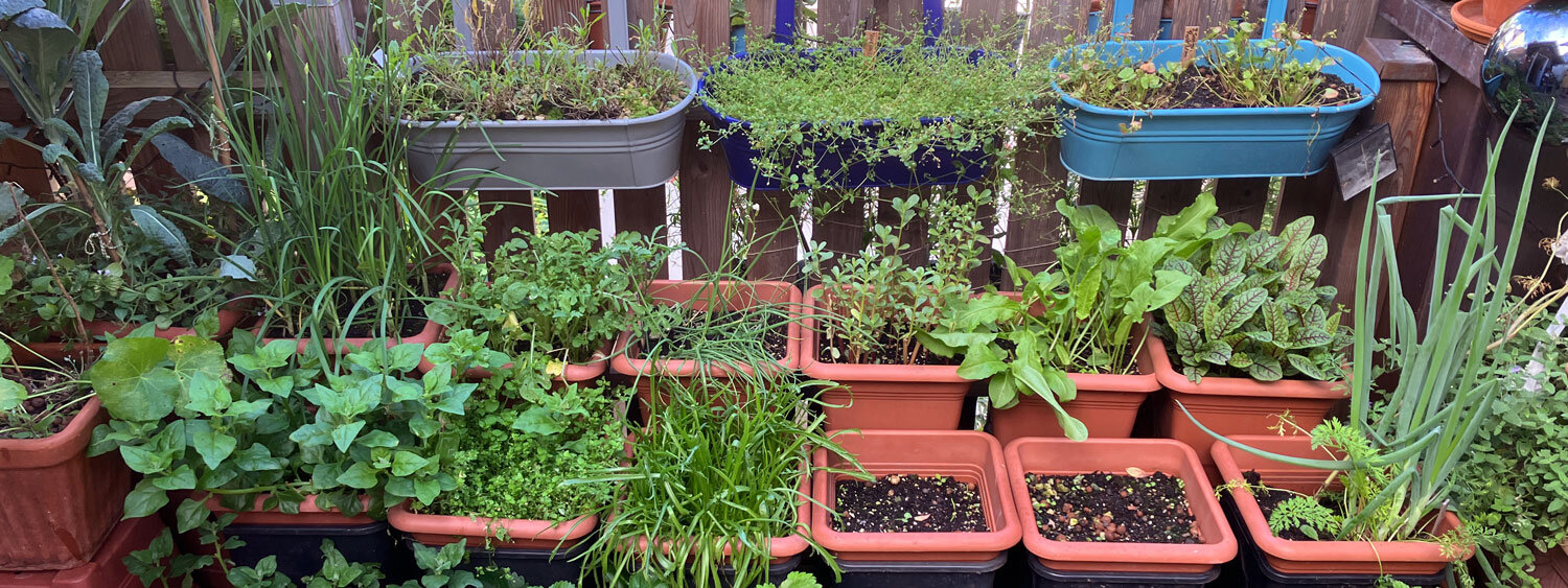 Balcón con muchas jardineras y macetas llenas de hierbas aromáticas y plantones