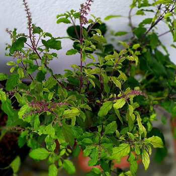 Tulsi, albahaca sagrada (Ocimum tenuiflorum), con espigas florales moradas