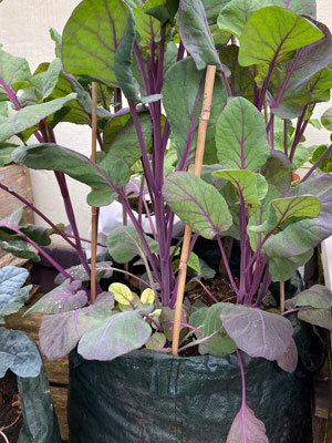 Bolsa de cultivo verde con hortalizas de tallos morados, sujetas con cañas de bambú