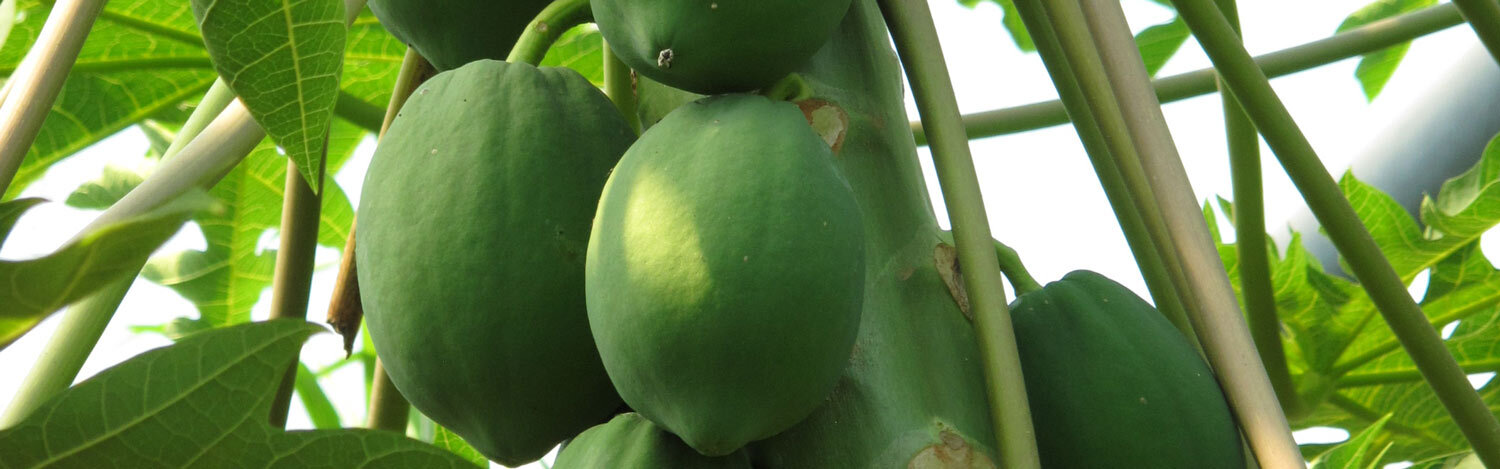 Papayas madurando en el invernadero